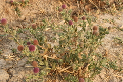 Sphaeranthus indicus